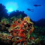 Images from http://www.caymanislands.ky/divecayman/gallery/photo-gallery.aspx