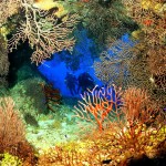 Images from http://www.caymanislands.ky/divecayman/gallery/photo-gallery.aspx