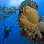 Images from http://www.caymanislands.ky/divecayman/gallery/photo-gallery.aspx