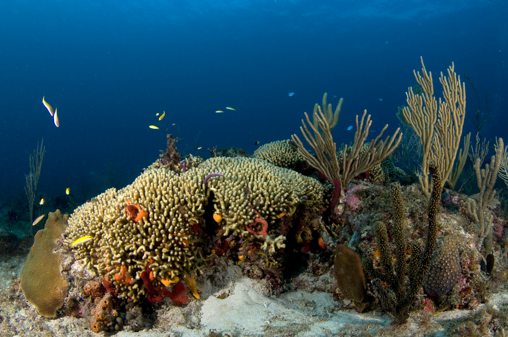 Anguilla Diving